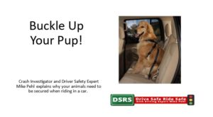 Buckle Up Your Pup